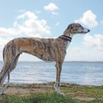 Un esemplare di Galgo Español che guarda il mare