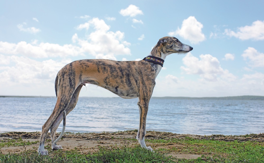 Un esemplare di Galgo Español che guarda il mare