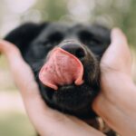 Cibo per cani e gatti: un cane si lecca i baffi mentre il suo proprietario gli tiene la testa tra le mani