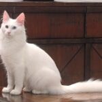 Un esemplare di Angora Turco bianco di profilo