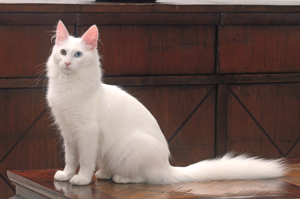 Un esemplare di Angora Turco bianco di profilo