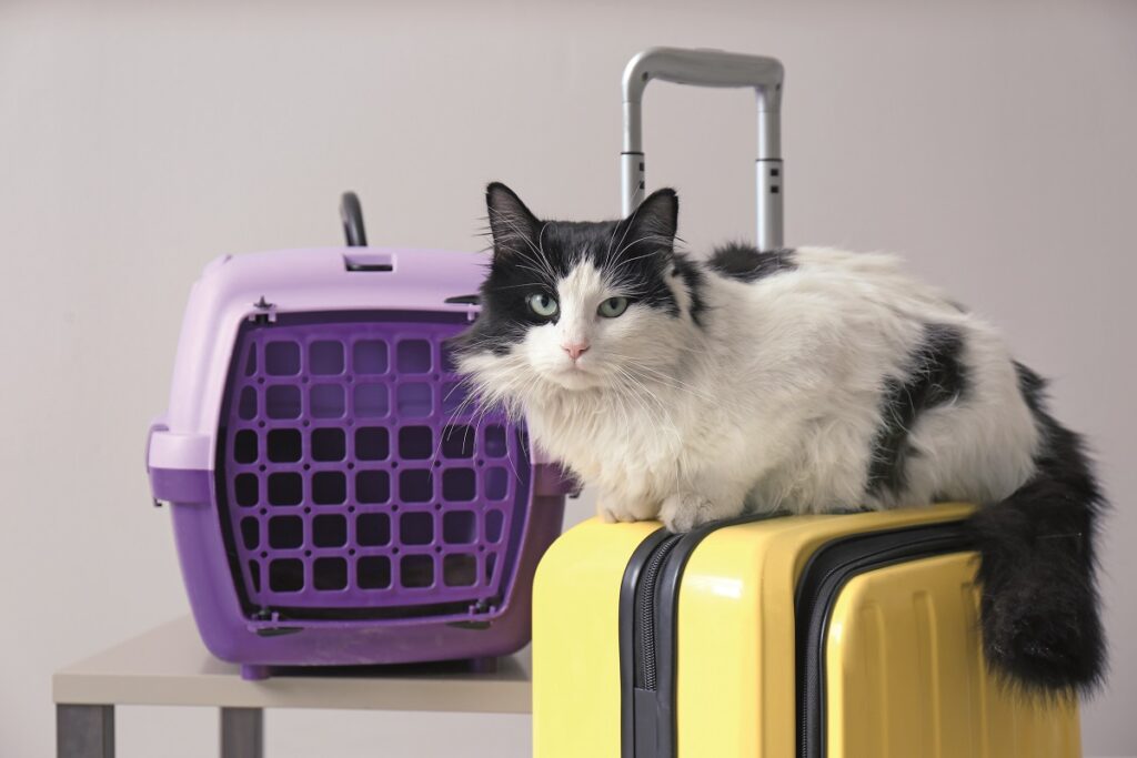 Un gatto seduto su una valigia: è importante garantire la sicurezza dei nostri pet quando si viaggia