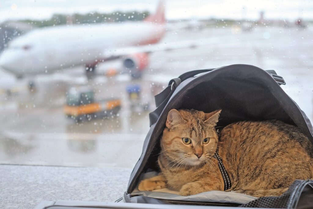 Viaggiare con cani e gatti