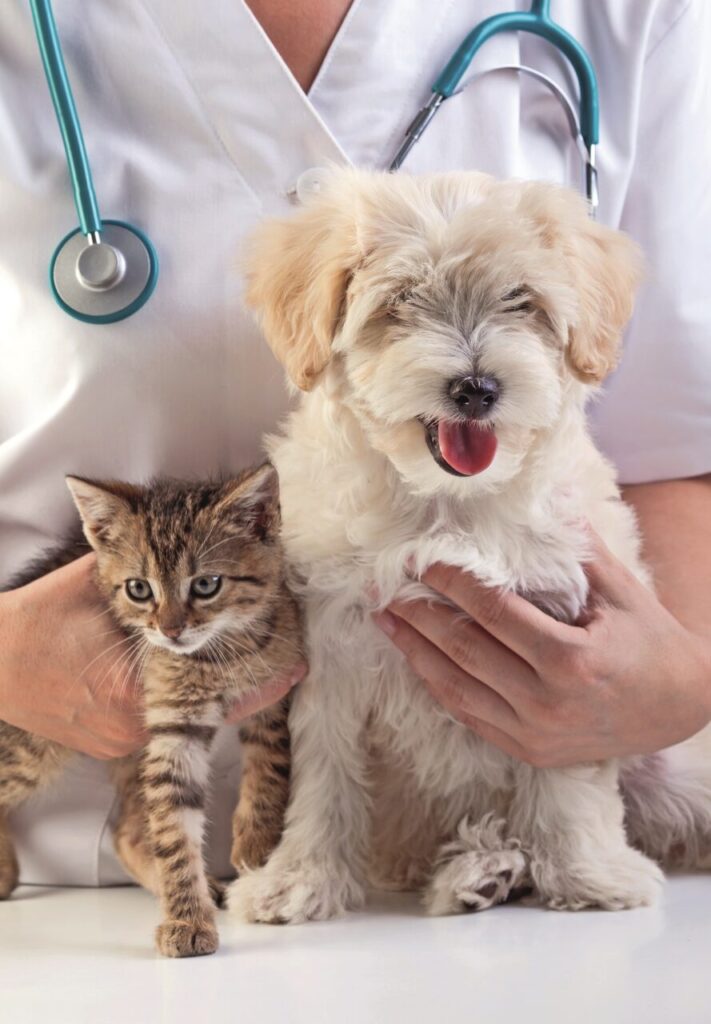 Un cane e un gatto dal veterinario per una visita