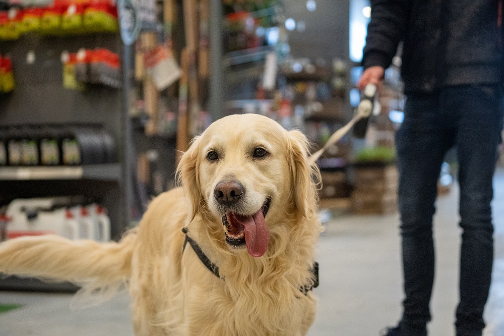 Un Golden retriever al guinzaglio: la proposta di legge europea su cani e gatti vuole tutelare di più gli animali domestici