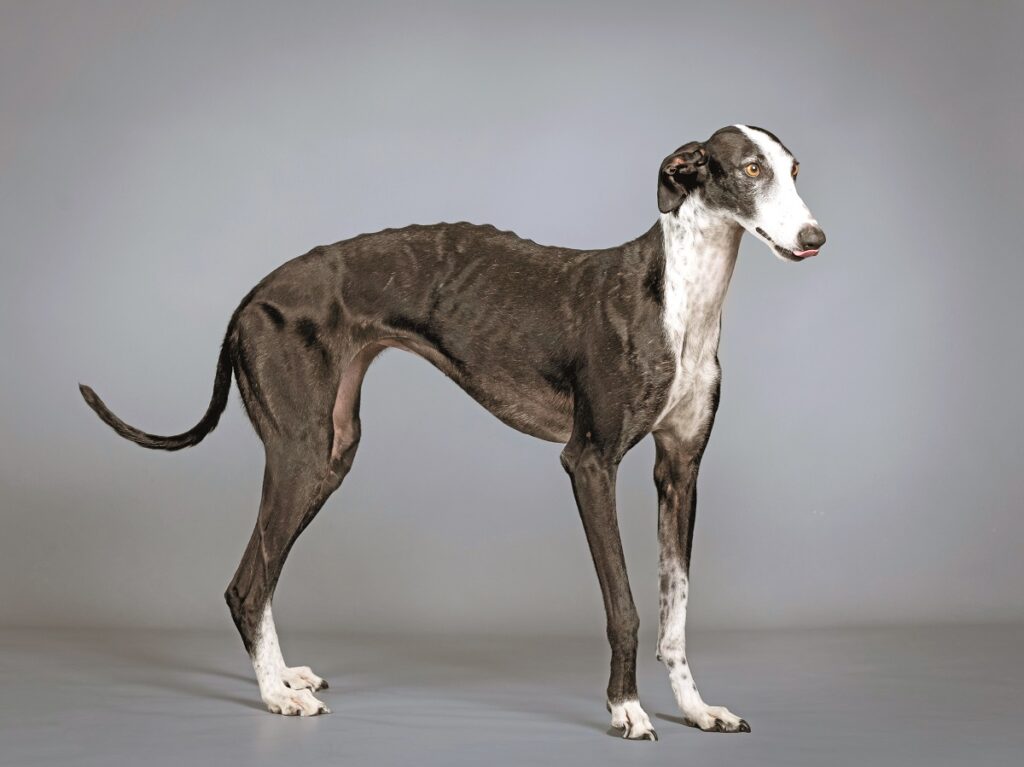 Un esemplare di Galgo Español bianco e nero