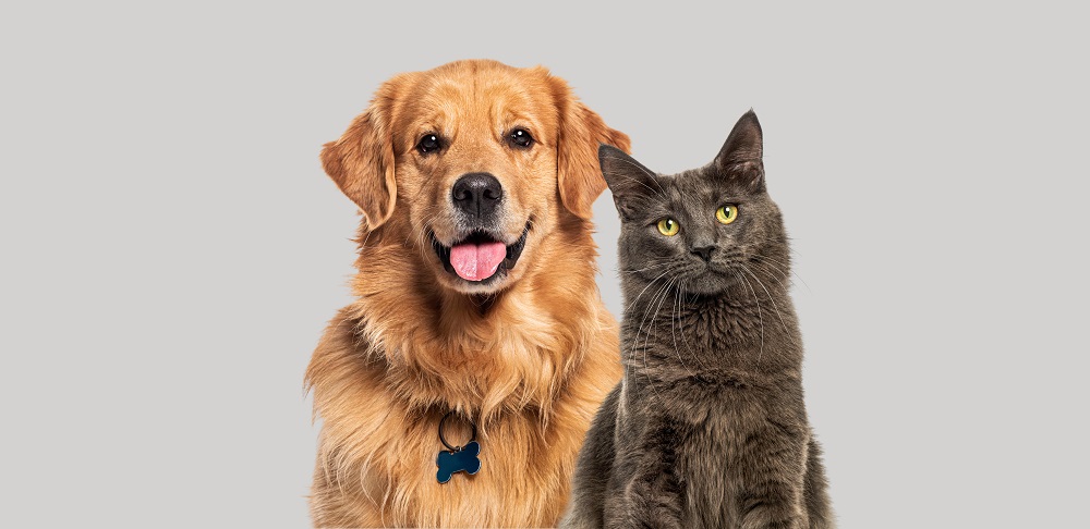 I gatti vivono più dei cani: ecco un Golden retriever e un Maine Coon accanto felici