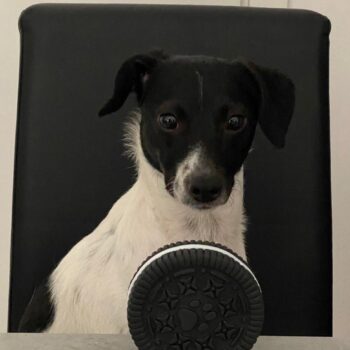 Carica e Vota - Settembre 2025