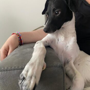 Carica e Vota - Settembre 2025