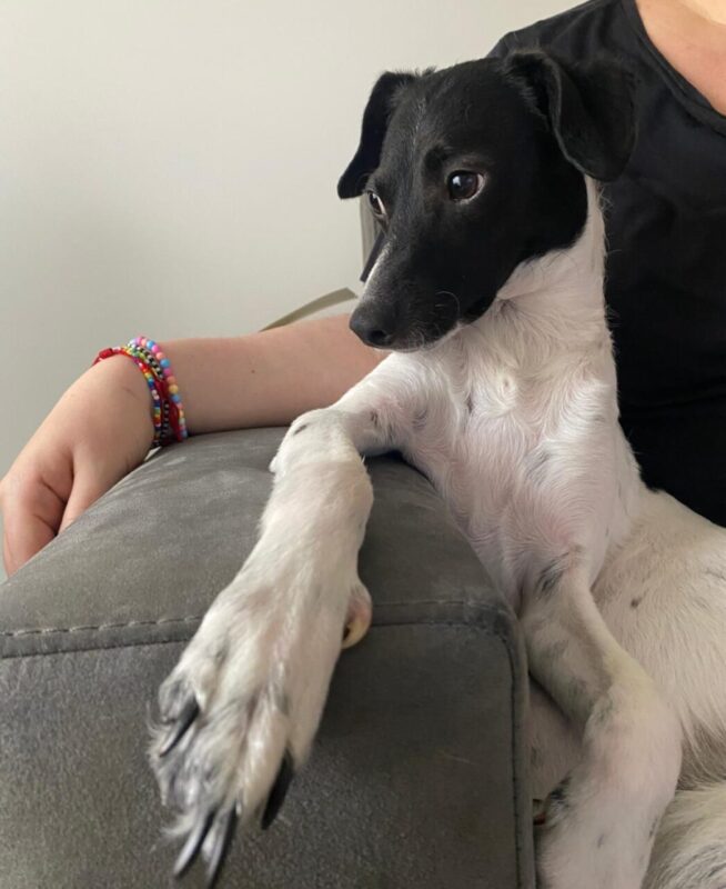 Carica e Vota - Settembre 2025