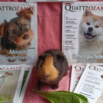 Carica e Vota - Settembre 2025