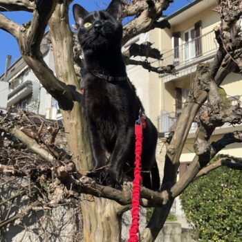 Carica e Vota - Settembre 2025