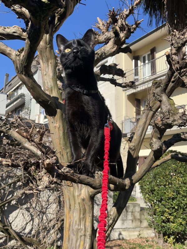 Carica e Vota - Settembre 2025