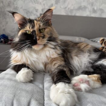 Carica e Vota - Settembre 2025