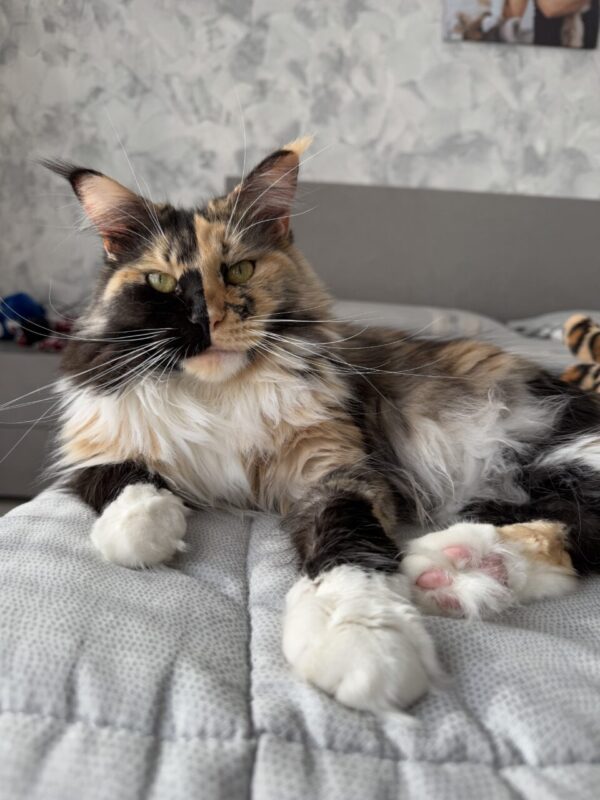 Carica e Vota - Settembre 2025