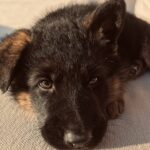 Carica e Vota - Settembre 2025