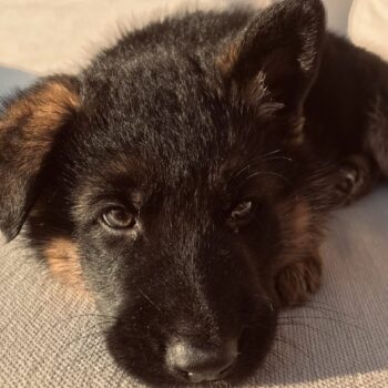 Carica e Vota - Settembre 2025