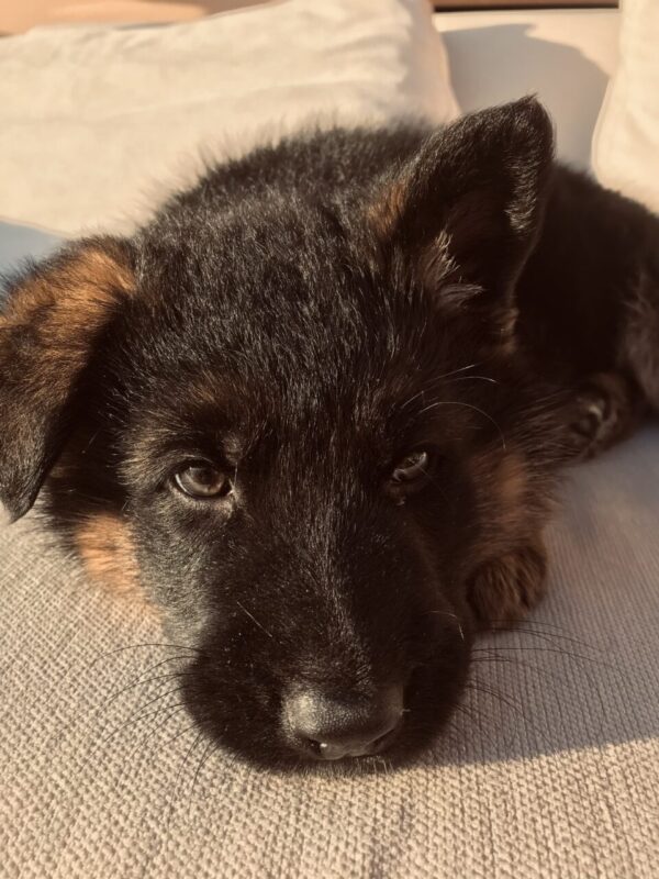 Carica e Vota - Settembre 2025