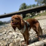 Carica e Vota - Settembre 2025