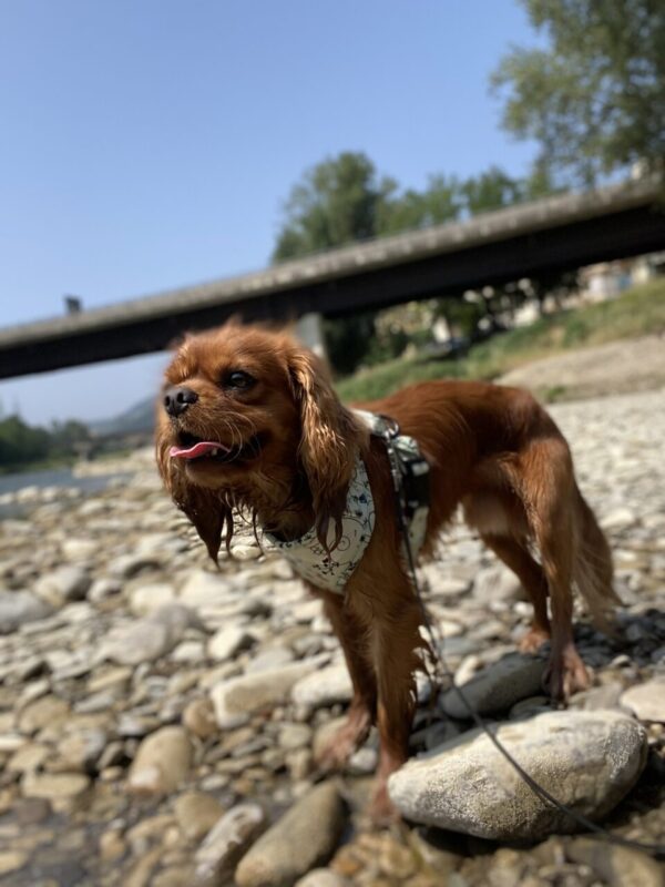 Carica e Vota - Settembre 2025