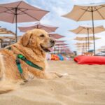 Vacanze pet friendly con un golden retriever sulla spiaggia