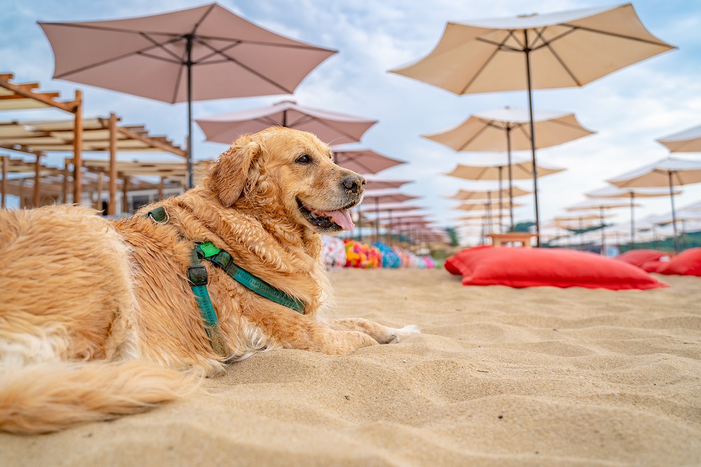 Vacanze pet friendly con un golden retriever sulla spiaggia