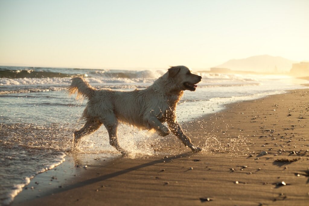 Un Golden retriver gioca al mare tra gli spruzzi d'acqua sulla riva