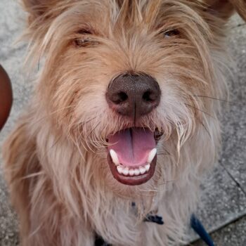 Carica e Vota - Settembre 2025