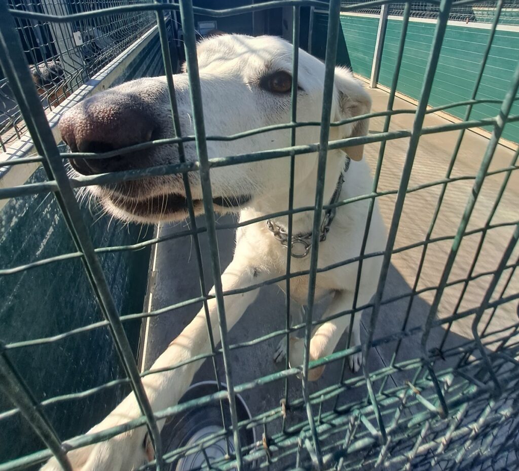 Un cane ospite della struttura del Parco canile di Lajatico