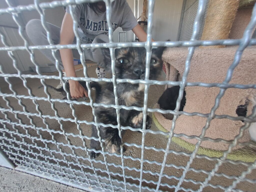 Un gatto ospite del gattile di Lajatico, costruito accanto al Parco canile