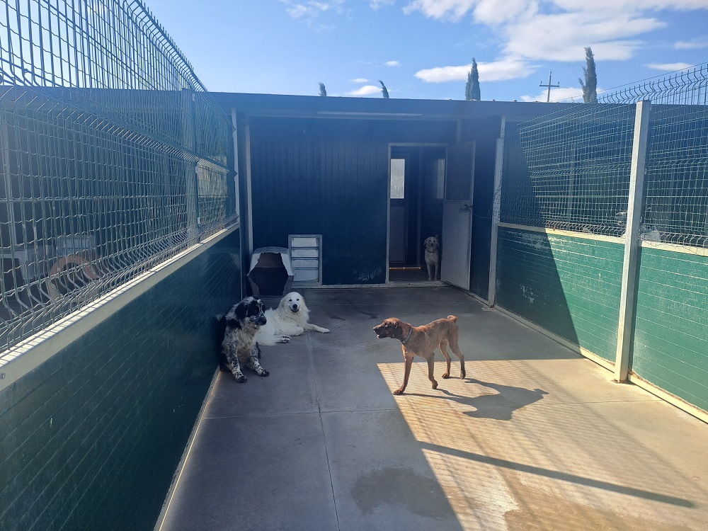 Alcuni cani nella struttura del Parco canile di Lajatico