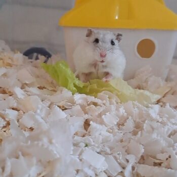 Carica e Vota - Ottobre 2025