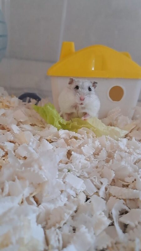 Carica e Vota - Ottobre 2025