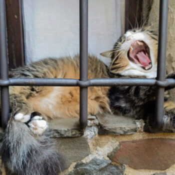 Carica e Vota - Ottobre 2025