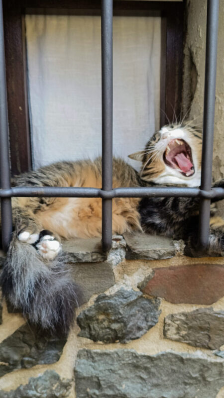 Carica e Vota - Ottobre 2025