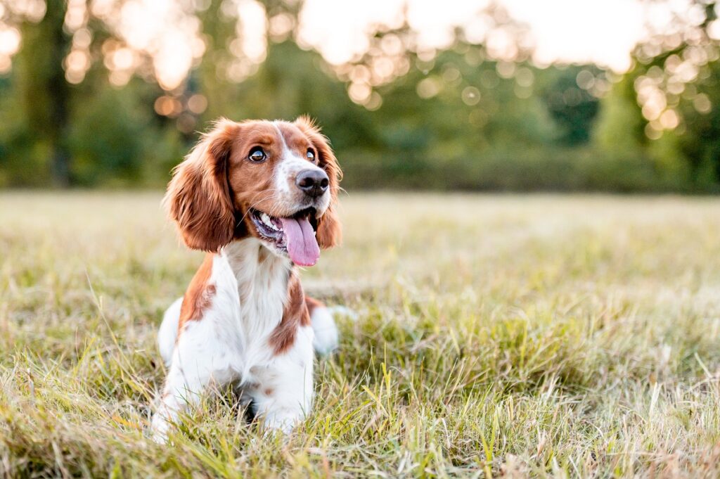 Un cane disteso su un prato si riposa dopo una corsa