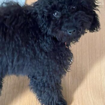 Carica e Vota - Ottobre 2025