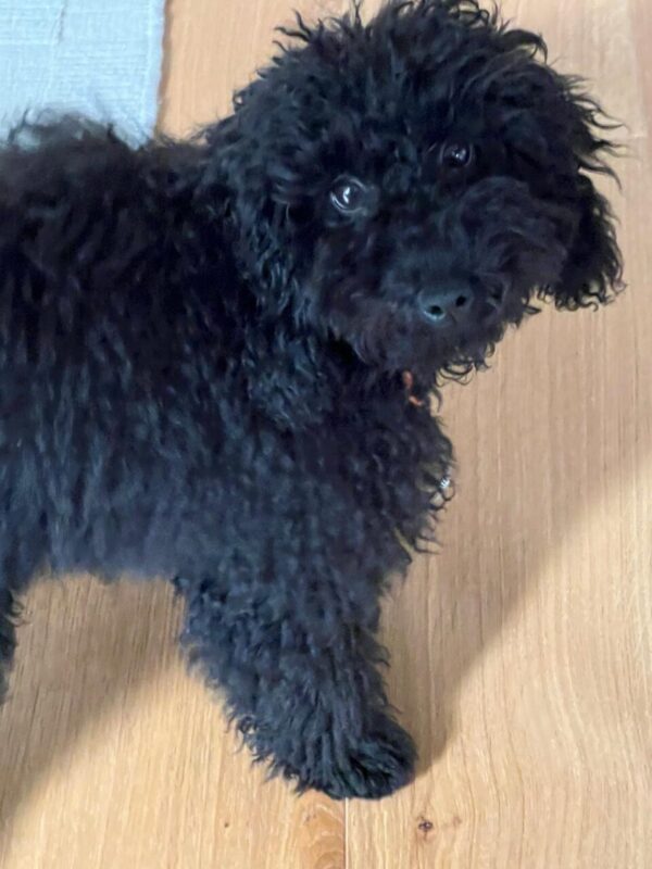 Carica e Vota - Ottobre 2025