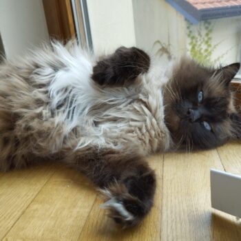 Carica e Vota - Ottobre 2025