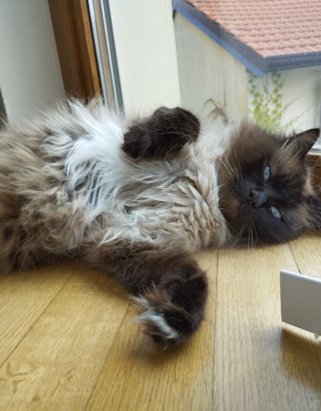 Carica e Vota - Ottobre 2025