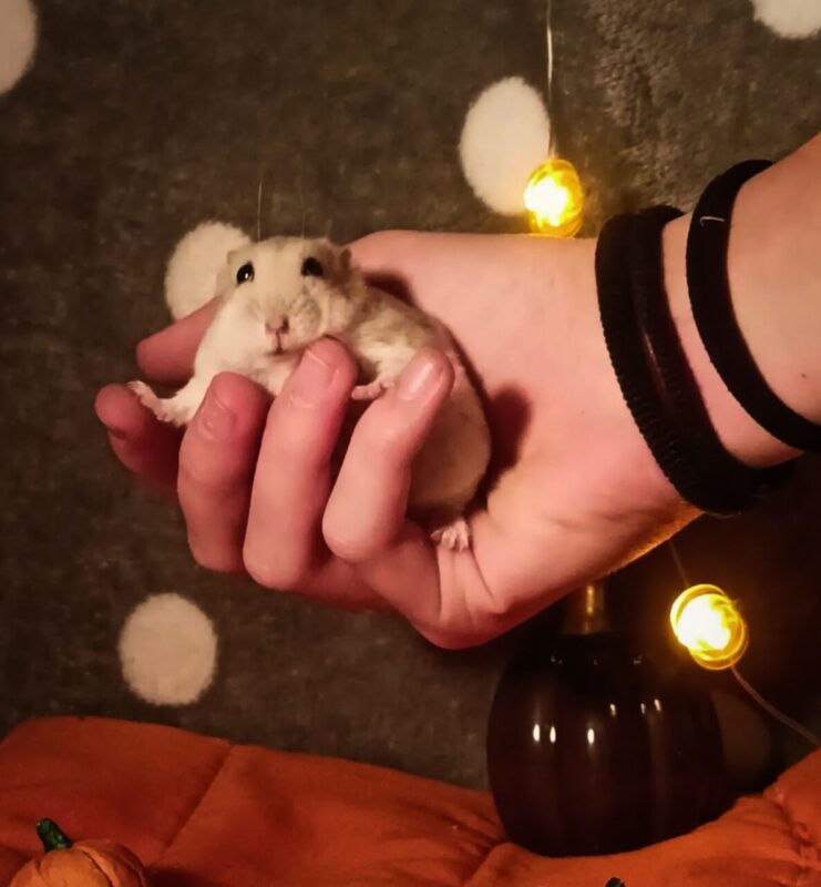 Carica e Vota - Ottobre 2025