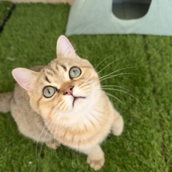 Carica e Vota - Ottobre 2025