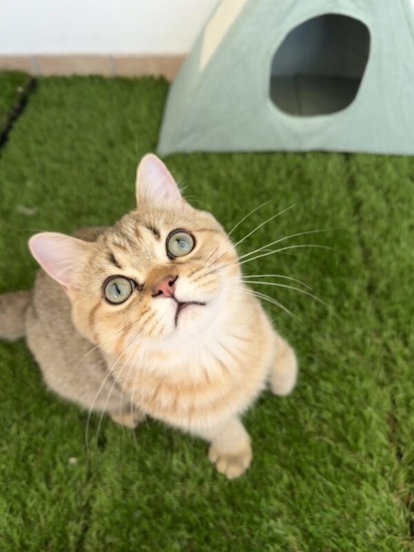 Carica e Vota - Ottobre 2025