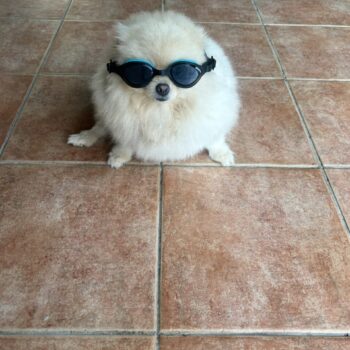 Carica e Vota - Ottobre 2025