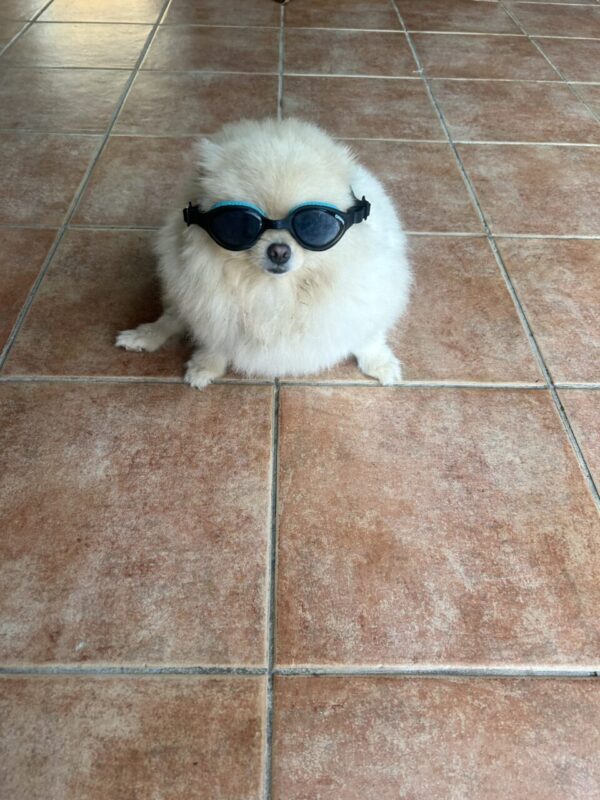 Carica e Vota - Ottobre 2025