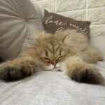 Carica e Vota - Ottobre 2025