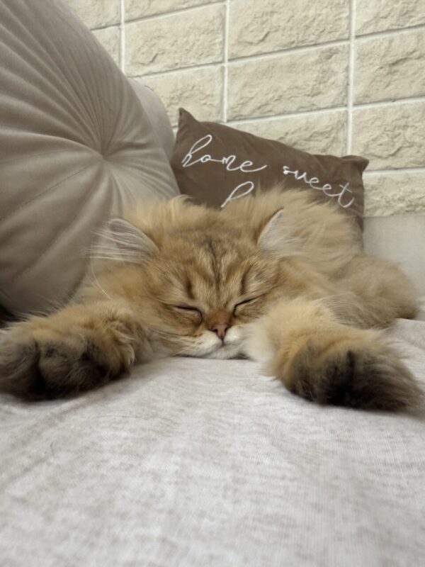 Carica e Vota - Ottobre 2025