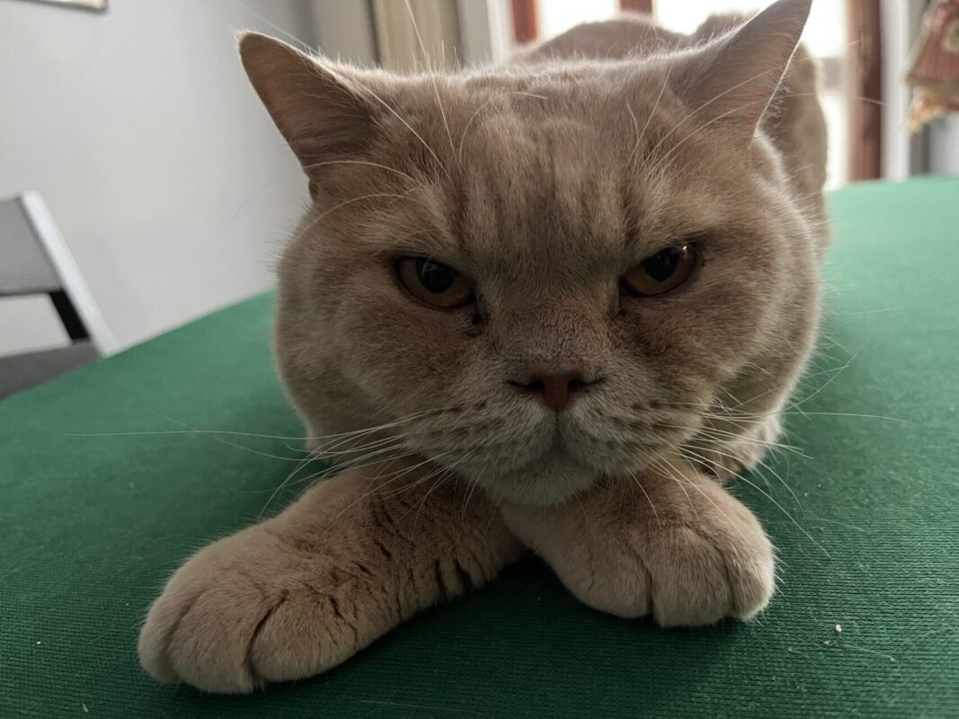 Carica e Vota - Ottobre 2025