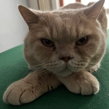 Carica e Vota - Ottobre 2025