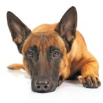 Un Pastore Belga Malinois disteso per terra
